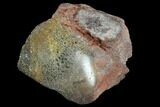 Polished Dinosaur Bone (Gembone) Section - Utah #96425-1